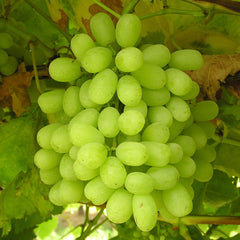 UVAS